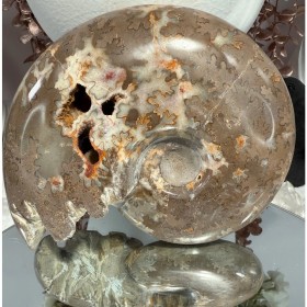 Ammonite Chambre