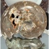 Ammonite Chambre