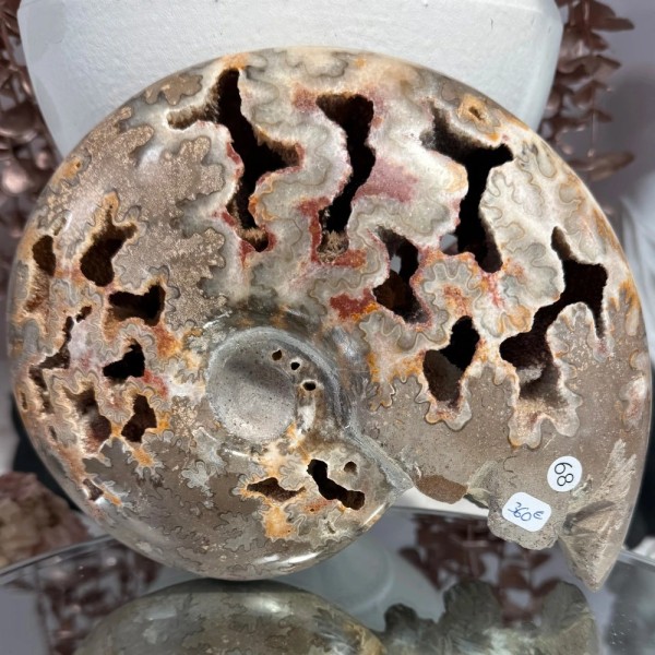 Ammonite Chambre - Maroc