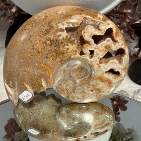 Ammonite Chambre