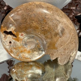 Ammonite Chambre