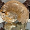 Ammonite Chambre