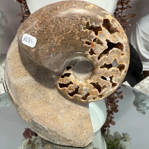 Ammonite Chambre