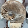 Ammonite Chambre - Maroc