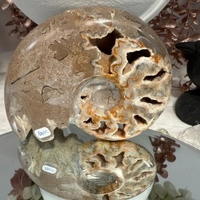 Ammonite Chambre