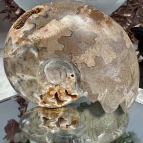 Ammonite Chambre