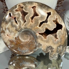 Ammonite Chambre - Maroc