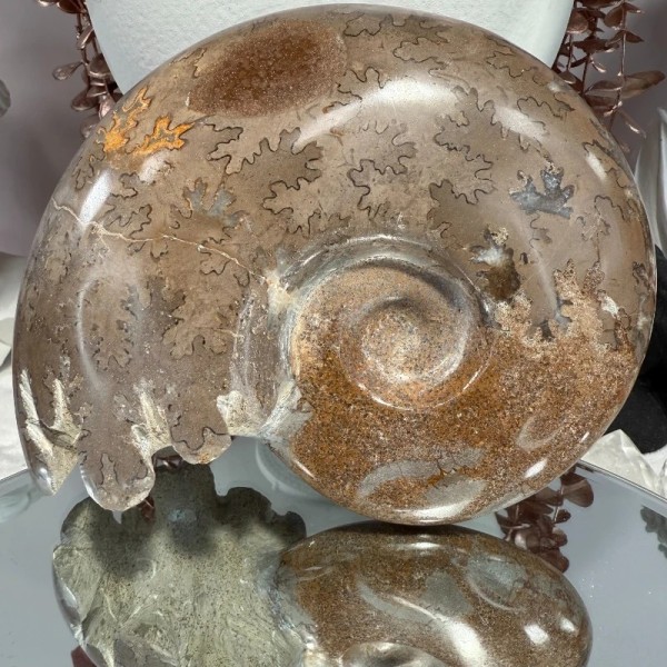 Ammonite Chambre