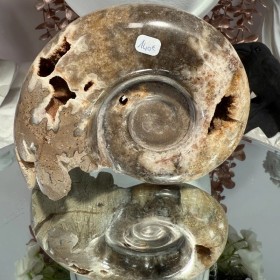 Ammonite Chambre