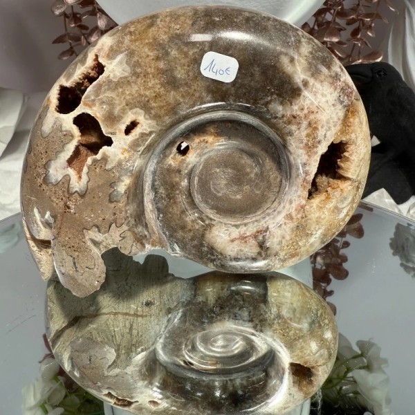 Ammonite Chambre