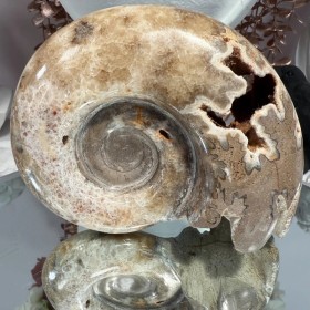 Ammonite Chambre
