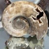 Ammonite Chambre
