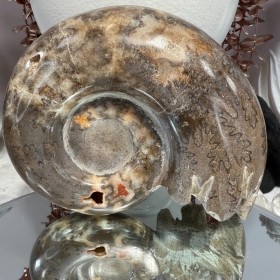 Ammonite Chambre