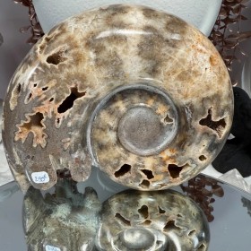 Ammonite Chambre