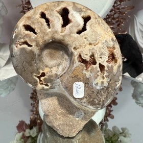 Ammonite Chambre