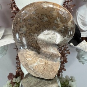 Ammonite Chambre
