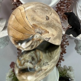 Ammonite